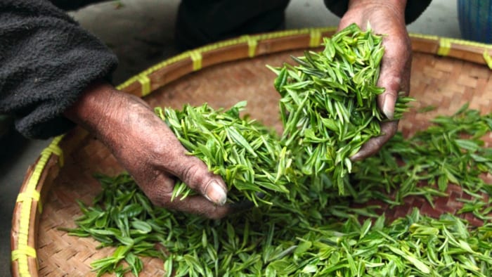 Người Việt chế biến trà